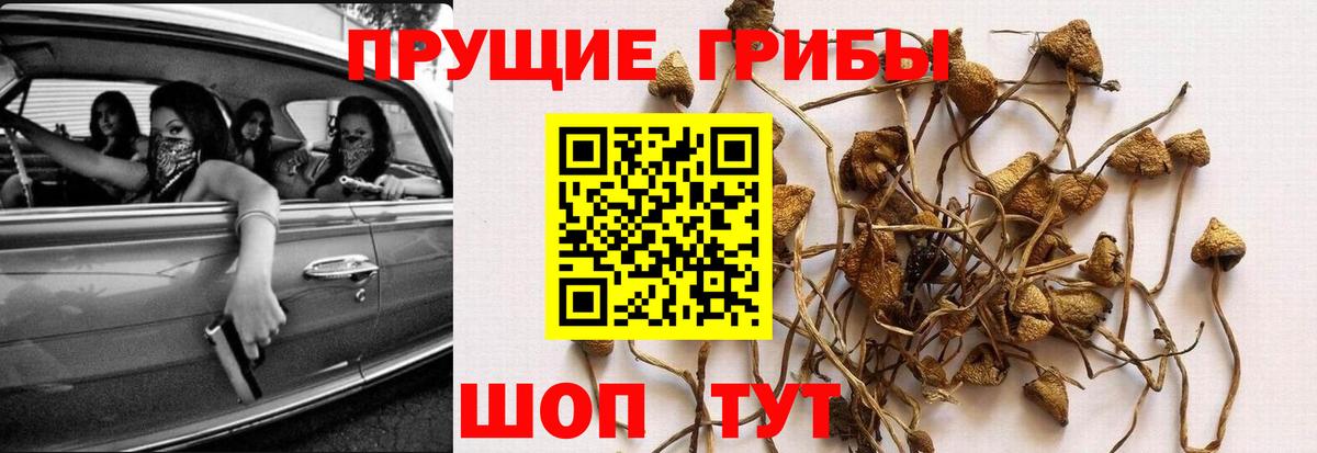 Псилоцибиновые грибы GOLDEN TEACHER Фрязино